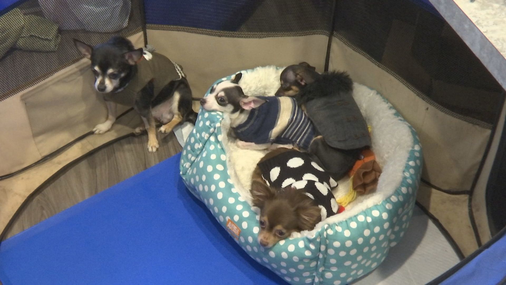 adopted chihuahuas 7.jpg